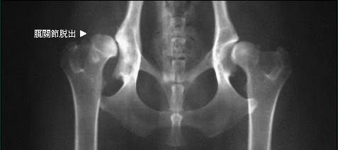 犬髋关节发育不良外科诊断,犬髋关节发育不良中医治疗