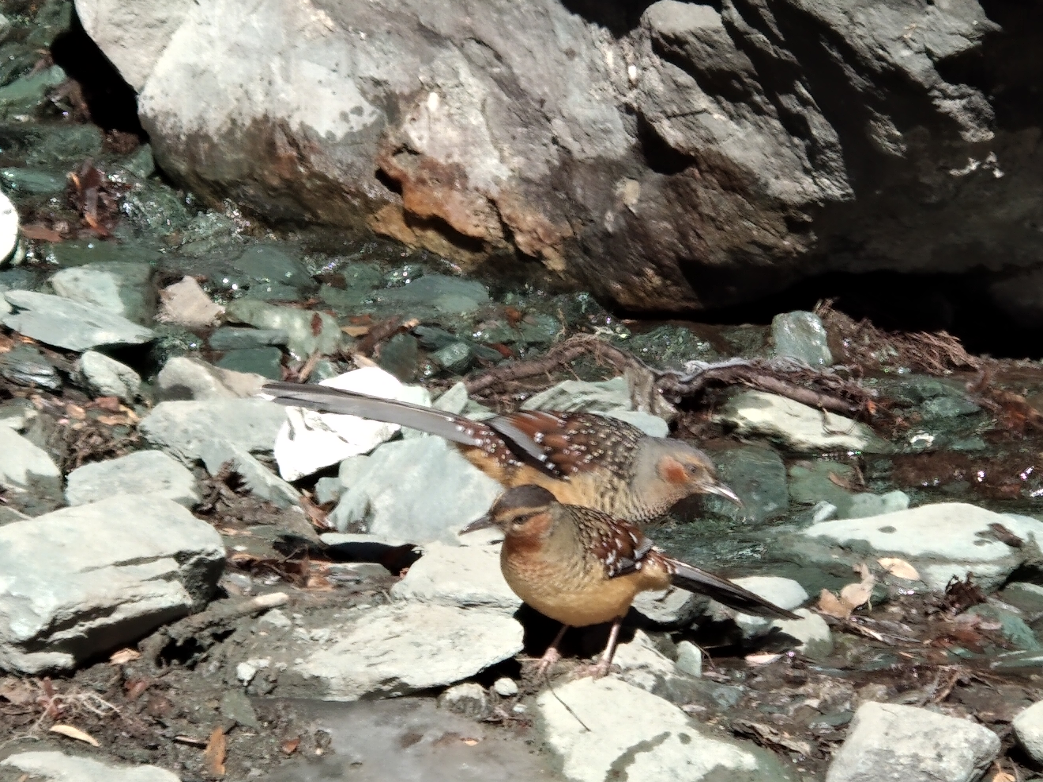 从稻城亚丁回重庆开车推荐路线,重庆到稻城亚丁开什么车最好