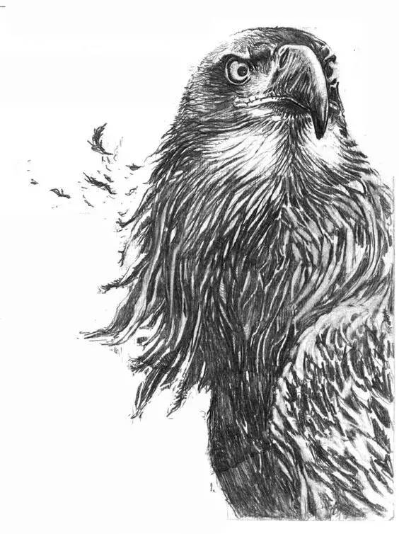 鹰怎么画又霸气又真实,要怎么画真实的老鹰