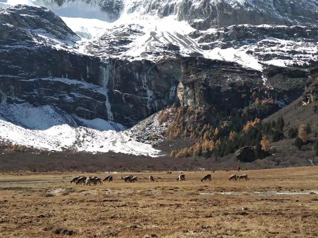 从稻城亚丁回重庆开车推荐路线,重庆到稻城亚丁开什么车最好