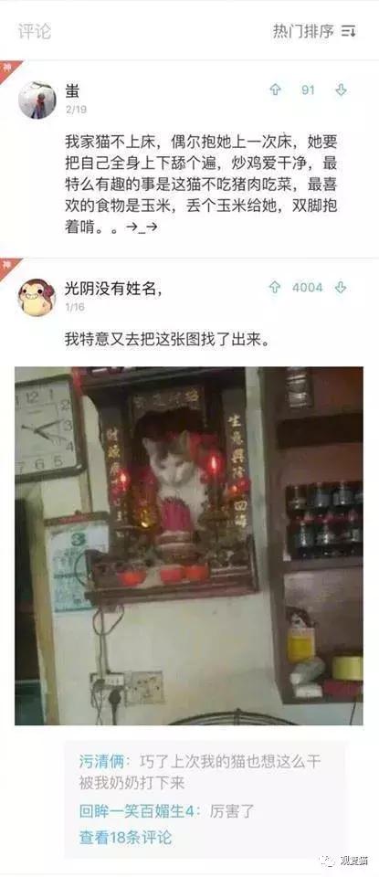 喵星人战斗力有多强,喵星人智商101