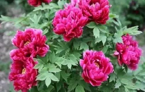 全国56市市花图片,全国56个市的市花