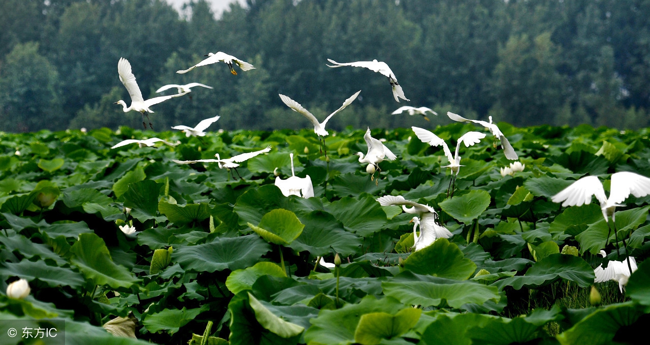 安徽最宜居的城市排名,安徽最美的城市芜湖