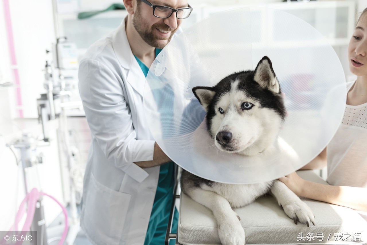 细小犬瘟需要多久才能治好,细小导致犬瘟