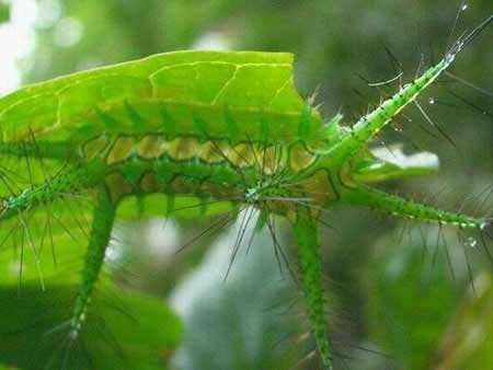 蛇虫鼠蚁咬伤怎么处理,蛇虫鼠蚁怕什么药物