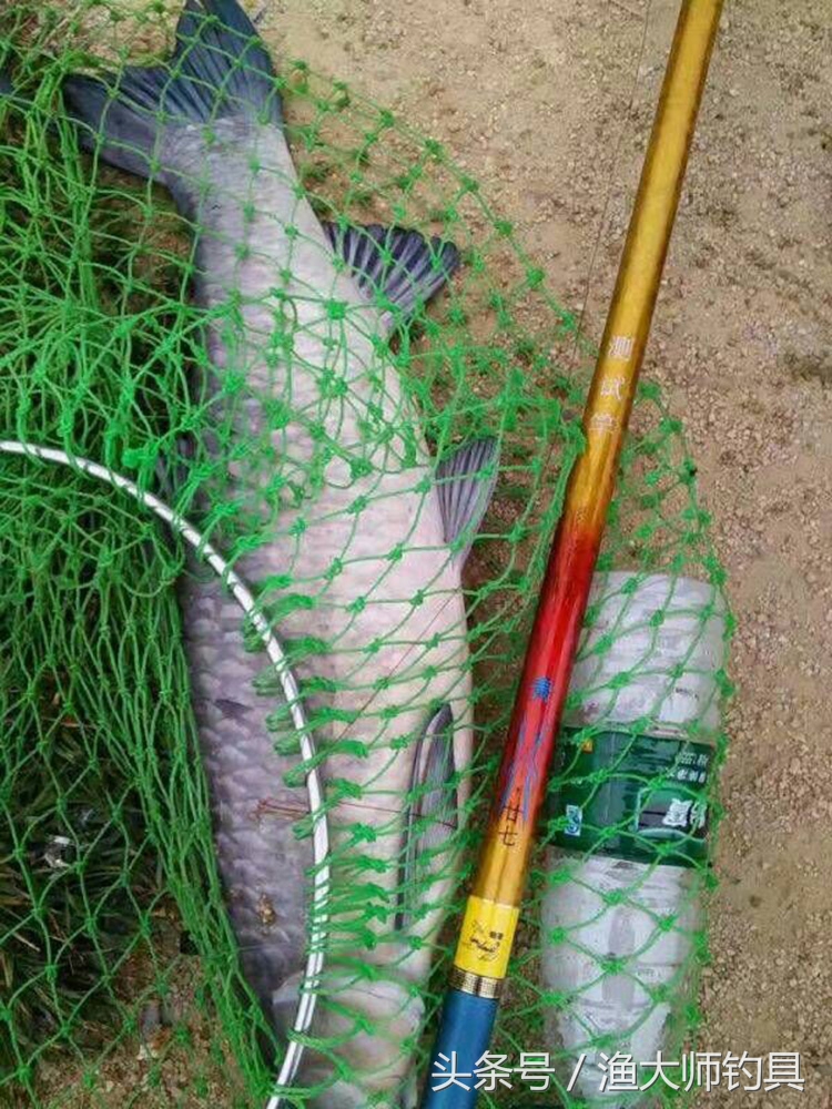 狼王钓青鱼,狼王鱼竿超轻超硬
