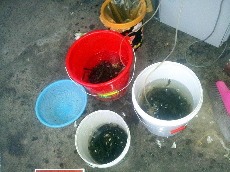 钓鲶鱼技术视频大全,钓野生鲶鱼绝招