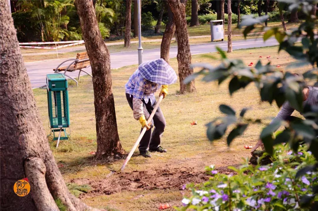 金花茶公园景点,走进金花茶公园