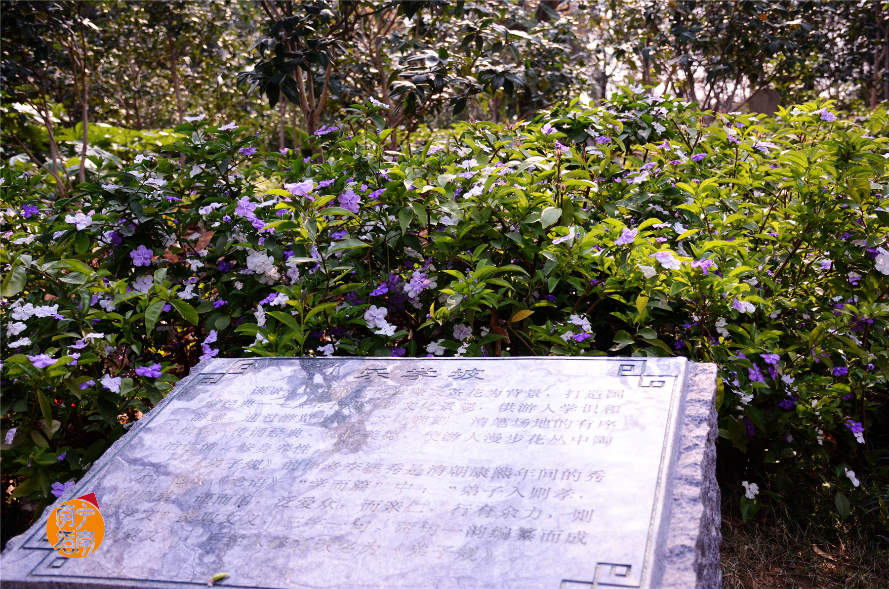 金花茶公园景点,走进金花茶公园