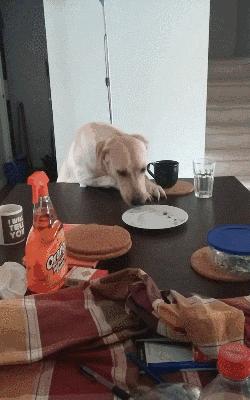 十个拉布拉多,拉布拉多一窝下14个人