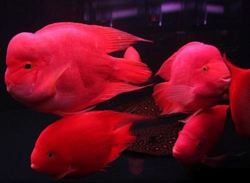 血鹦鹉的正确饲养方法,冷水血鹦鹉鱼饲养方法