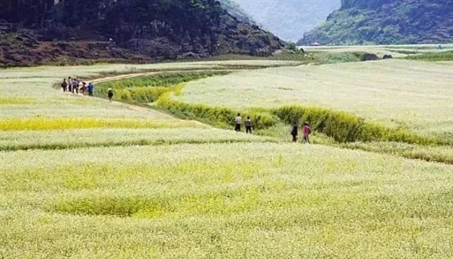 广西最美花海在哪里,广西小众美丽村庄