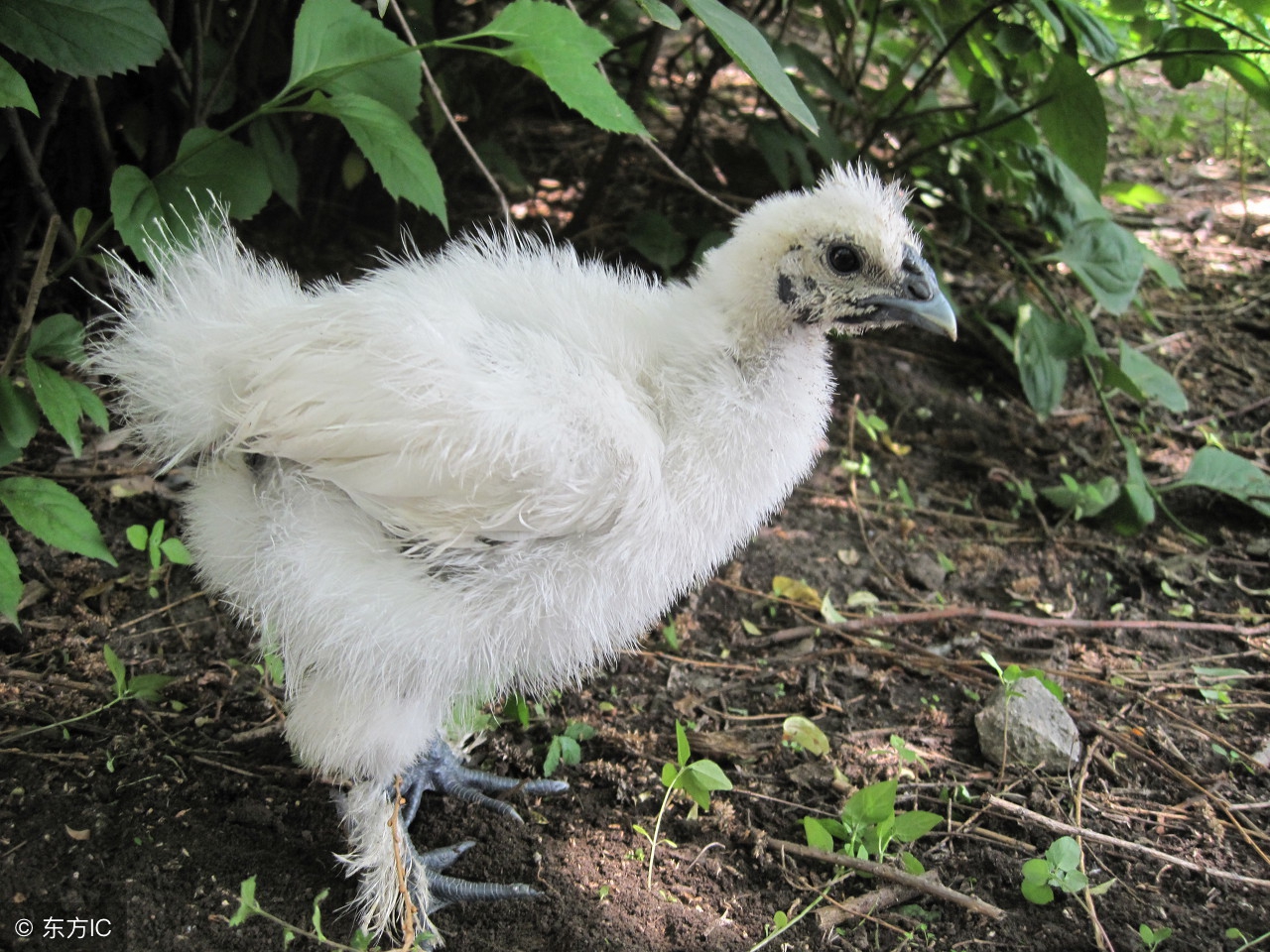 其实乌鸡白凤丸，男人也可以用的！