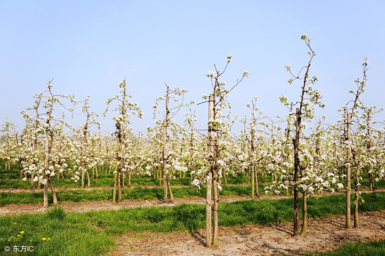 果园选择哪种位置最合适,50平米小果园规划设计最简单方式