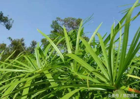 水棕竹,水棕竹如何繁殖