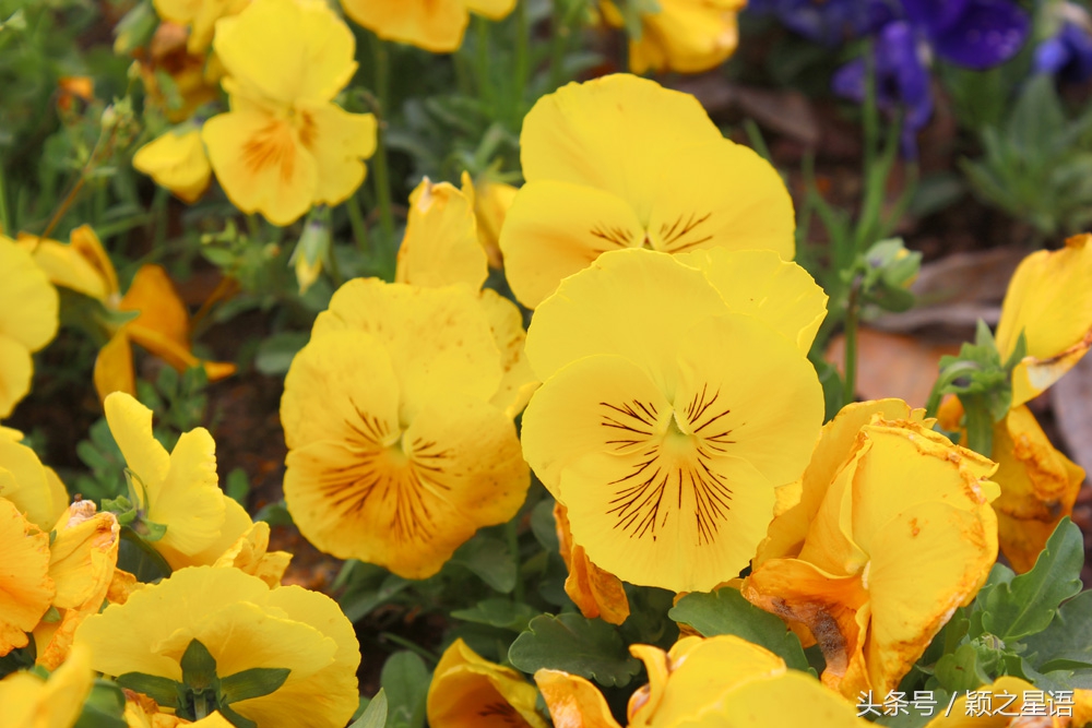 宁波植物园樱花最佳拍摄,花花世界桃博园