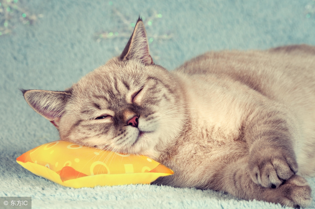 我家猫咪总睡在我身上怎么办,我家猫咪每天下午叫是怎么回事呢