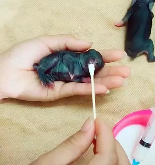 小兔子刚出生兔妈妈不喂奶怎么办,小兔子刚出生就没有妈妈怎么喂食