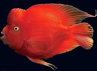 血鹦鹉鱼饲养鱼缸大小,血鹦鹉鱼好饲养吗