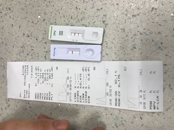 刚买的英短猫不幸得了猫瘟，一天500元的住院费用，只因不忍放弃