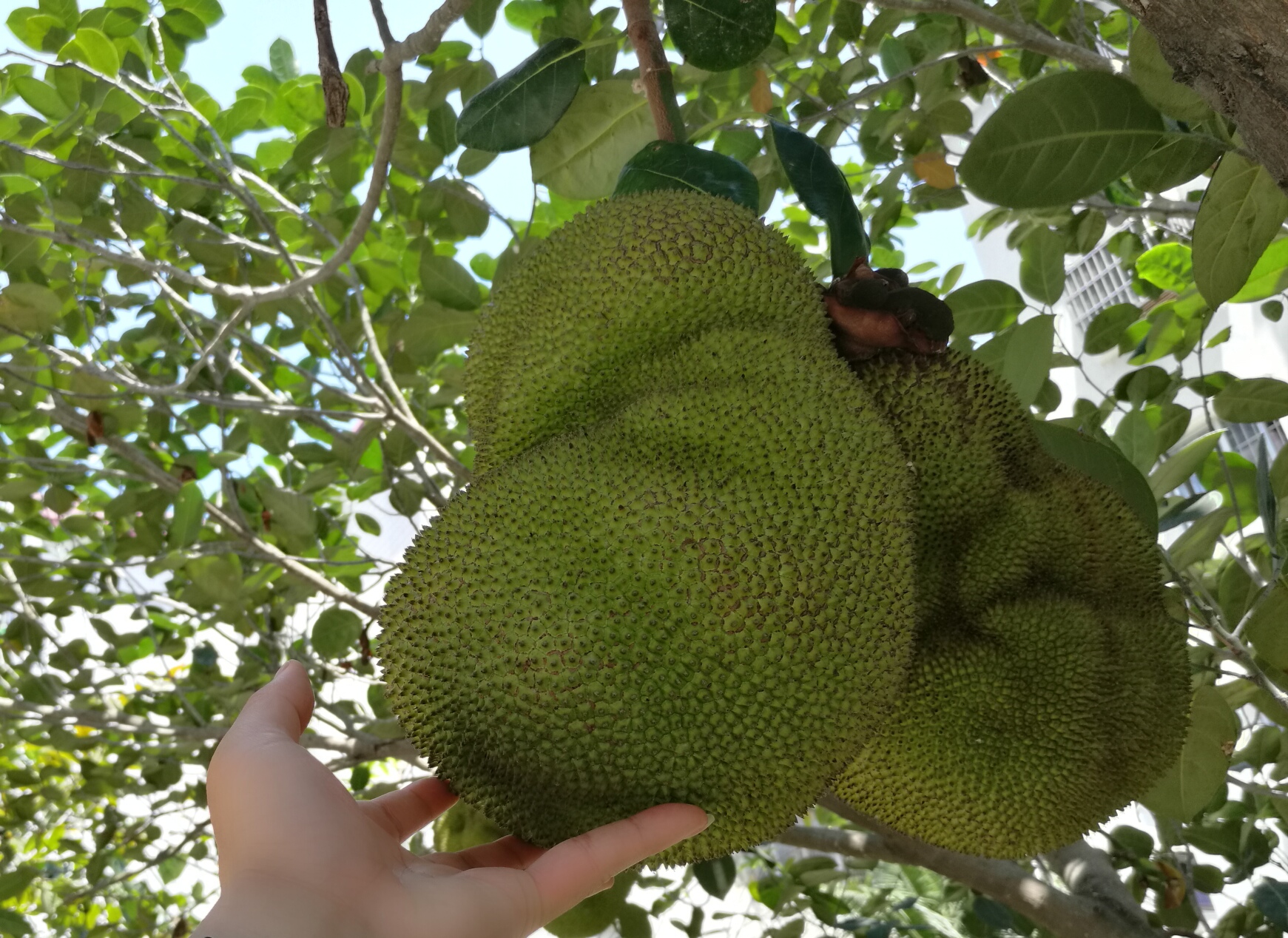 海南菠萝蜜怎么来的,海南三亚菠萝蜜成熟季节