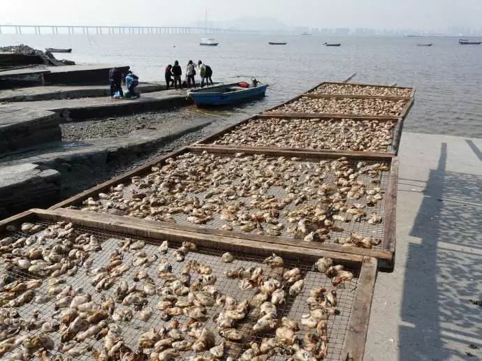 香港高铁成都高铁,香港高铁成都