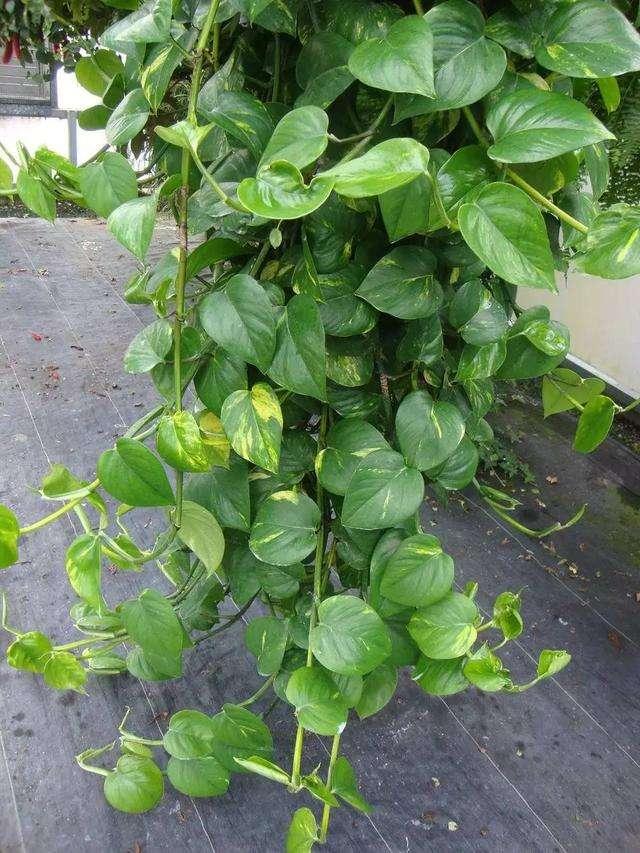 绿萝冬季怎么养才能爆盆和爬满墙,绿萝如何叶子厚实浓绿