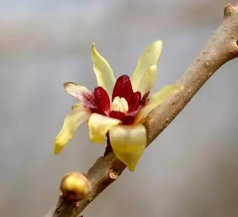 大连高校校花大pk,大连高中校花