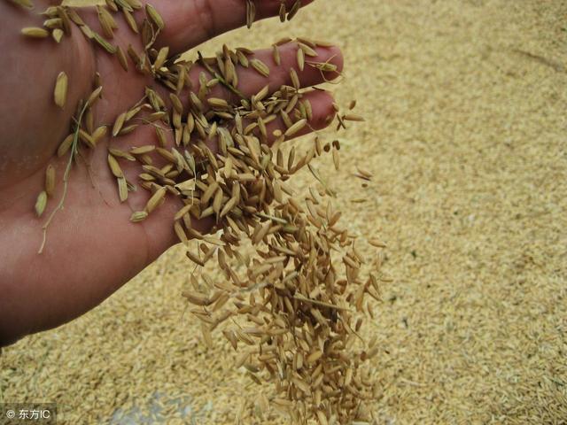 如何区分水稻小麦韭菜,如何区分小麦用于酿酒还是食用