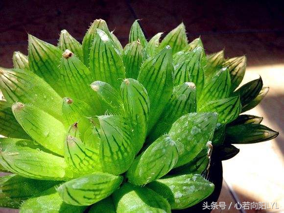 如何让玉露变得透亮,玉露的养护方法视频