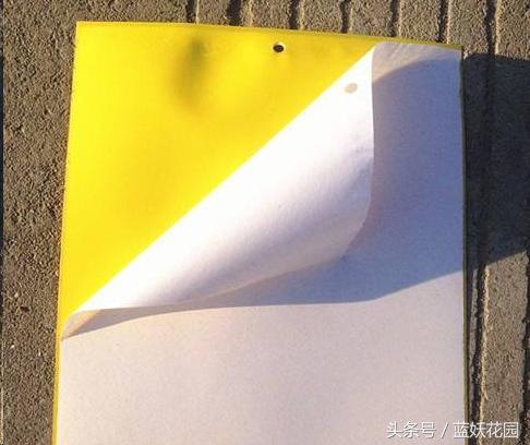 网购月季到家花苞蔫了怎么办,月季换盆后花苞蔫了怎么补救