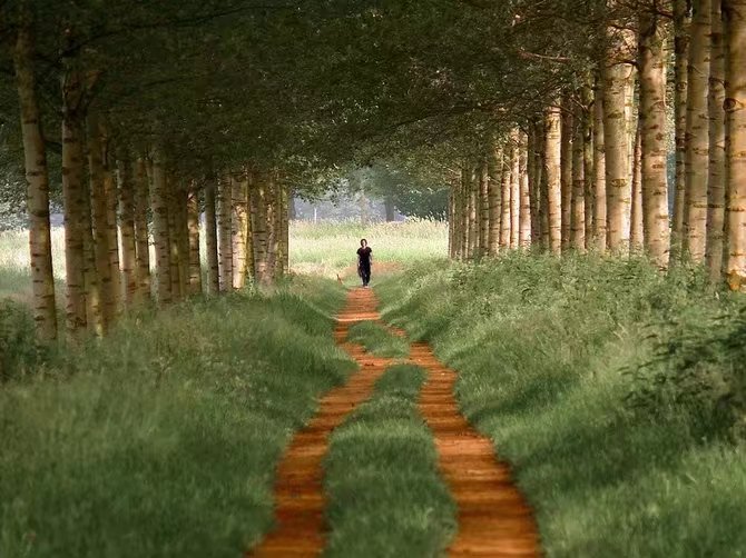 绝美林荫,绝美林荫道创意图片