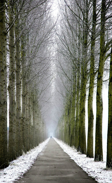 绝美林荫,绝美林荫道创意图片