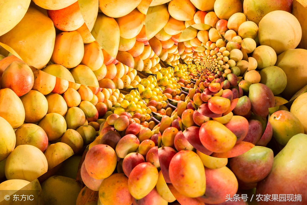 芒果品种千千万，最好吃的是哪个品种？你知道吗？