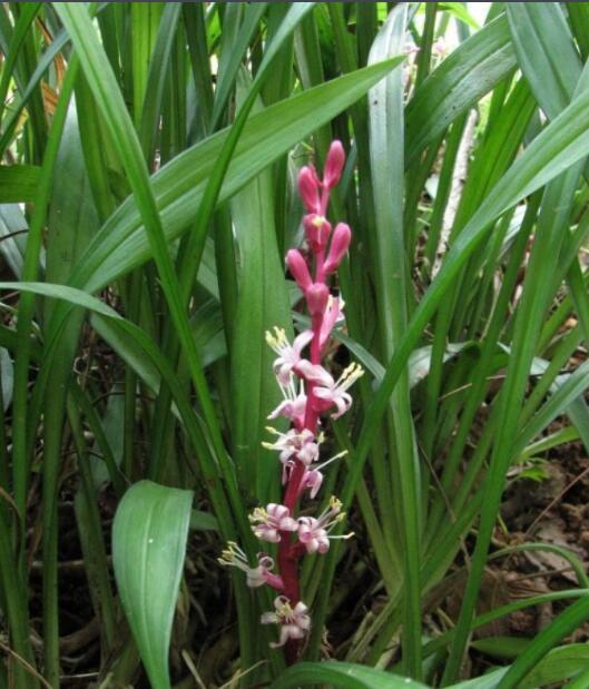 我想要的不过是你明目张胆的偏爱,我想要的不过是你英文歌