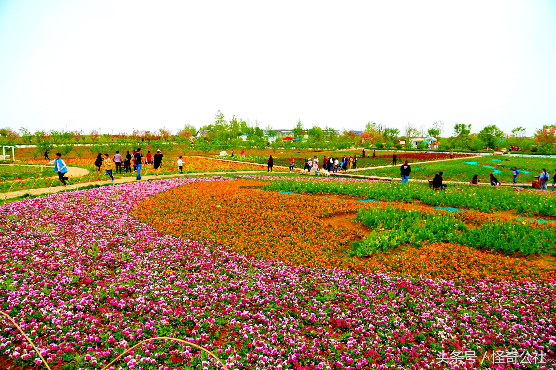 宜昌市夷陵区同心花海,2020宜昌赏花同心花海