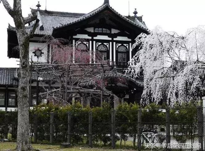 浅论日本文农旅产业超级IP智造系统！