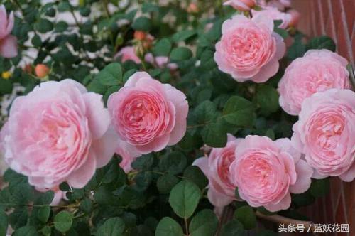 不认识这些月季病，怎能养好月季花？