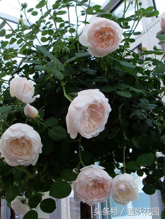 不认识这些月季病，怎能养好月季花？