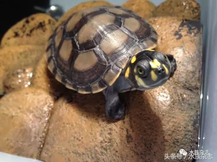 龟龟丞相,龟丞相