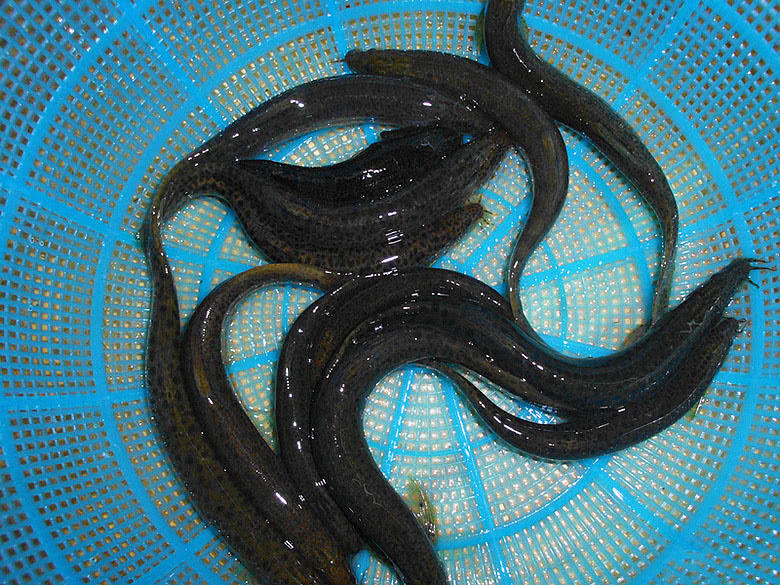 泥鳅野生及人工养泥鳅营养一样吗,野生的土泥鳅