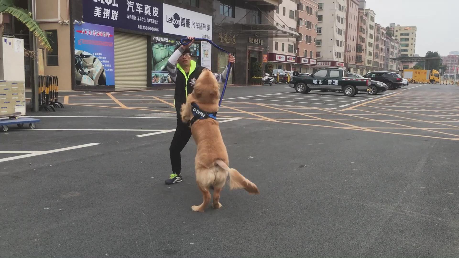 八个月金毛太闹腾,怎样驯服金毛听话