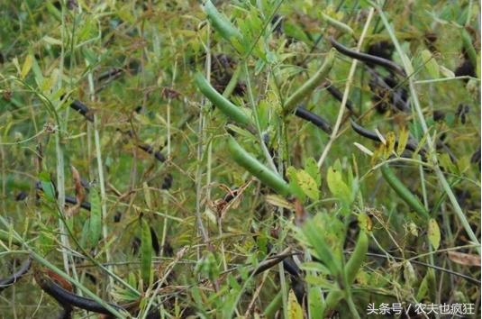 这种野果子曾是农村娃的零食,小时候有一种能吃的野草的果实