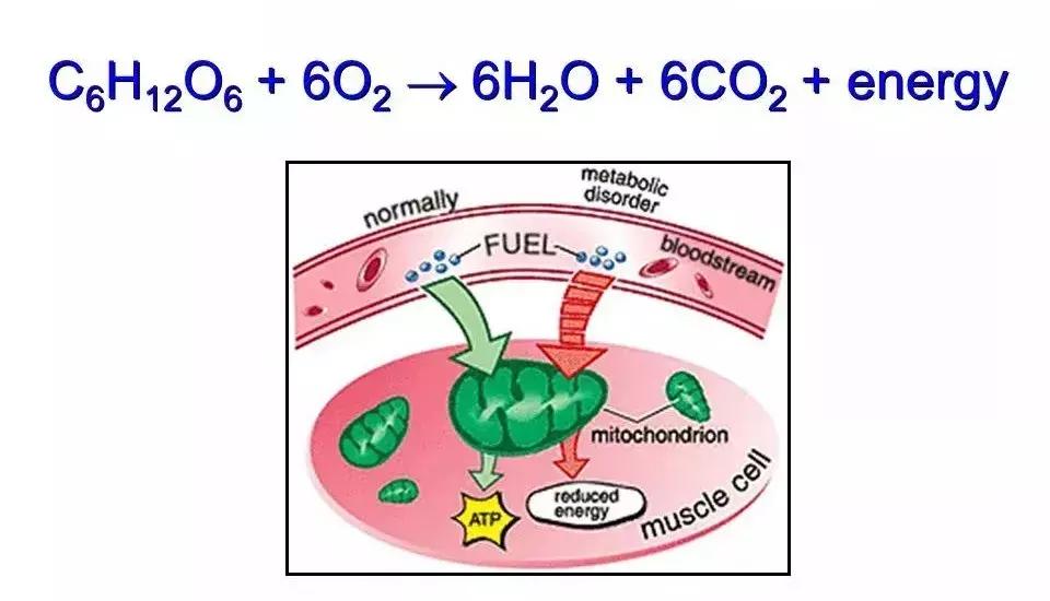 裸鼹鼠不衰老为什么会死,裸鼹鼠一生不得病吗