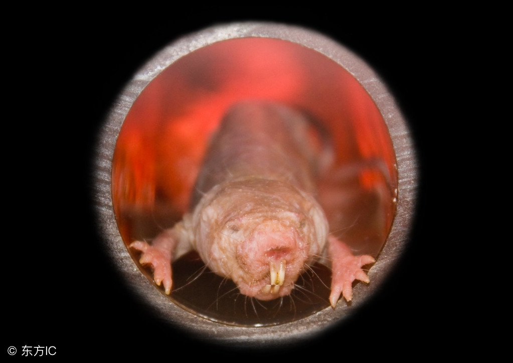 裸鼹鼠不衰老为什么会死,裸鼹鼠一生不得病吗