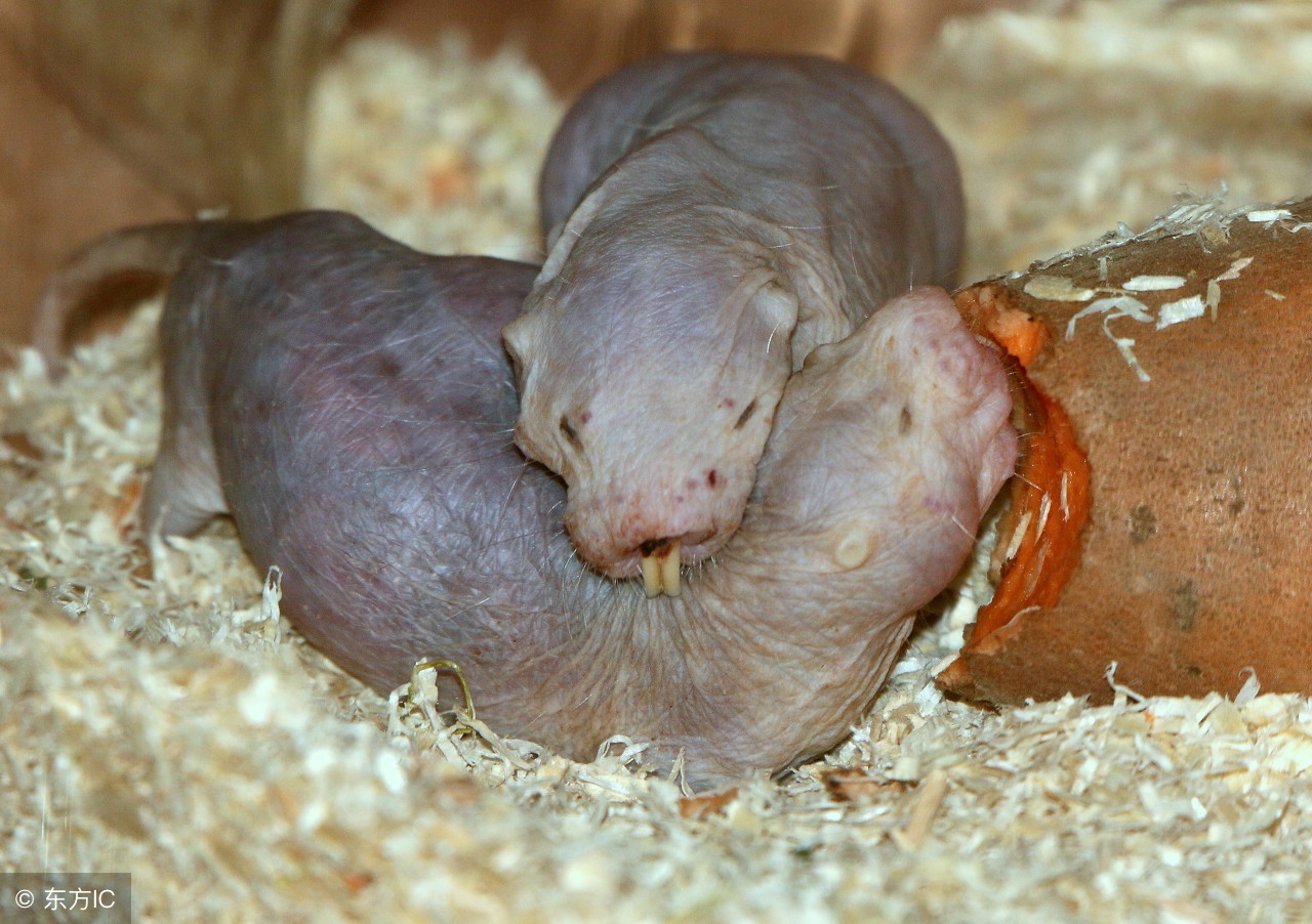 裸鼹鼠不衰老为什么会死,裸鼹鼠一生不得病吗