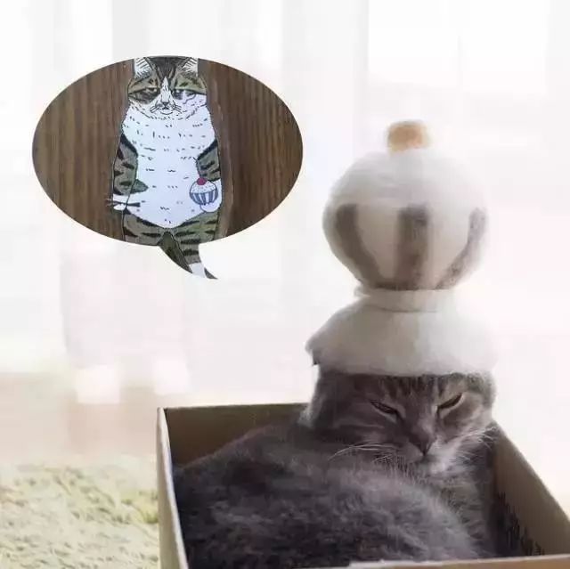 猫头秃了一块毛是怎么回事,为什么猫一直掉毛还不秃