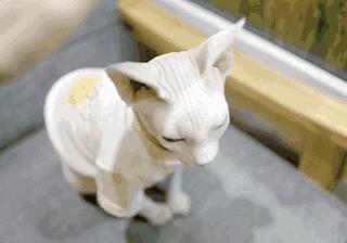 养猫铲屎官注意事项,铲屎官爱猫的三种境界