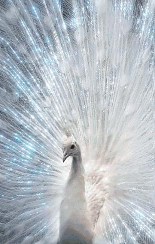 美丽的孔雀和凤凰吉祥的象征,孔雀和凤凰的寓意及象征