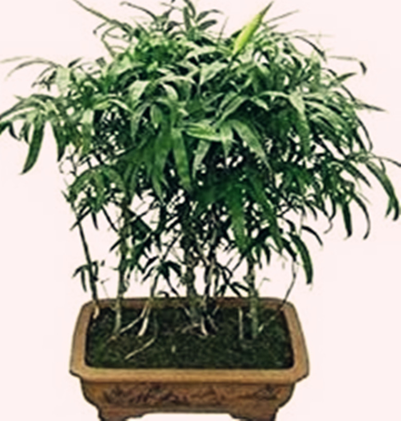 罗汉竹怎么养才好看,罗汉竹养殖方法及注意事项